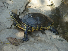 Tortuga en la Bahia de Huatulco